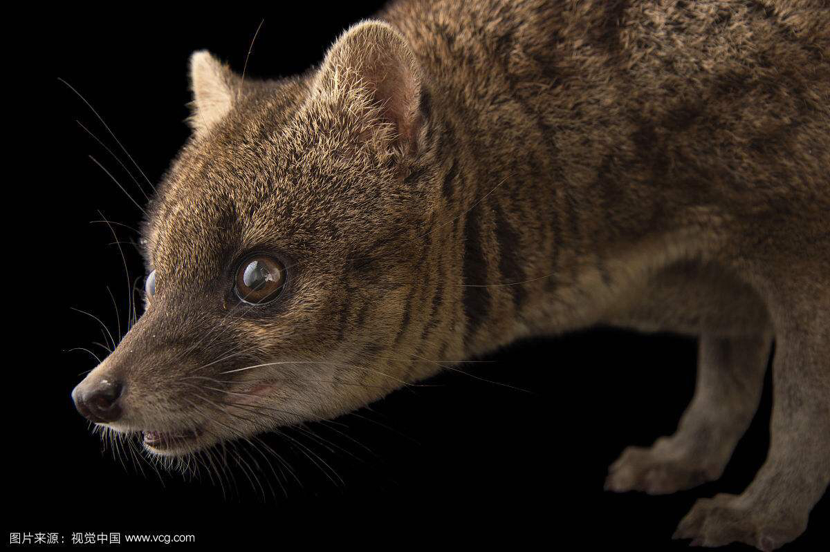 灵猫香酊剂,中药材灵香草图片