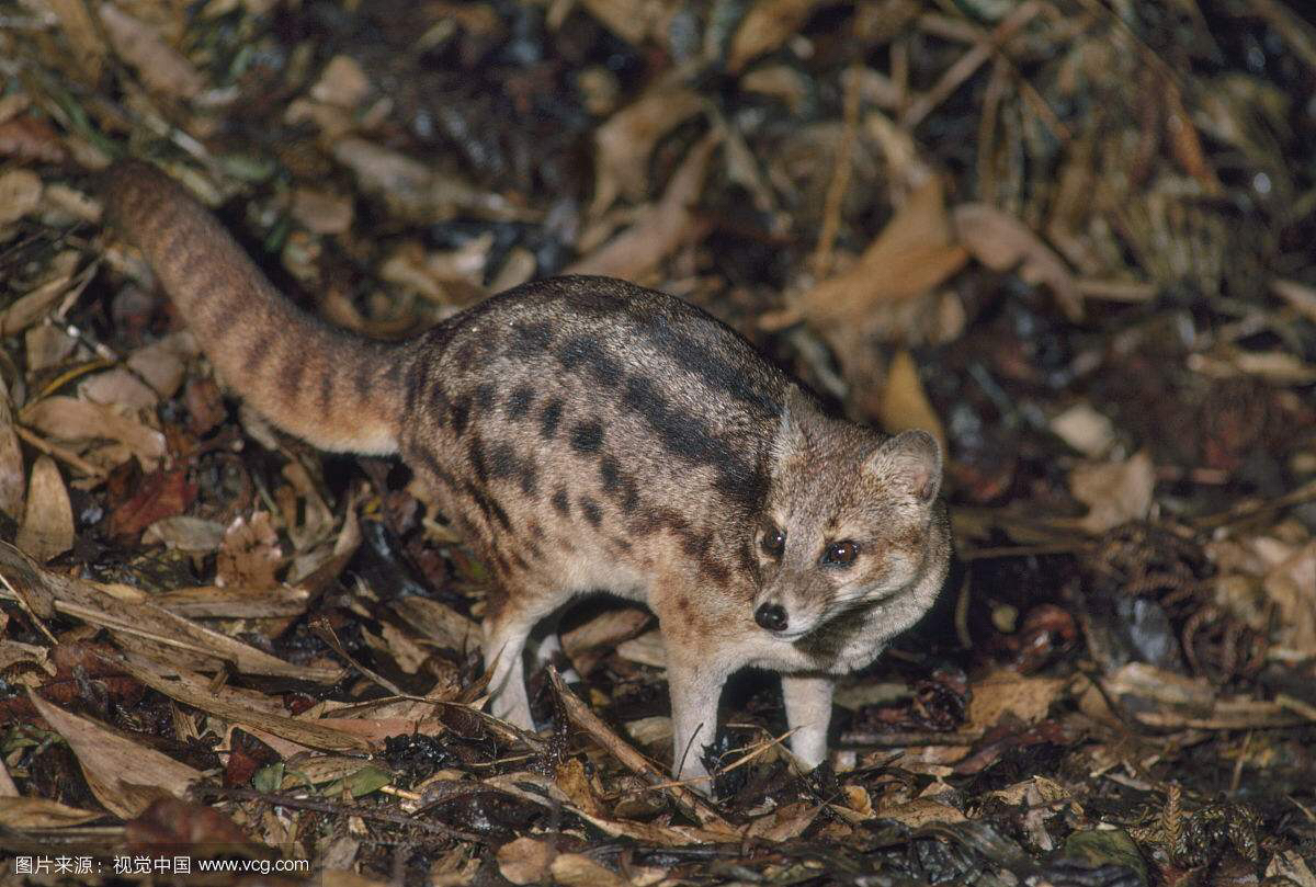 灵猫香酊剂,中药材灵香草图片