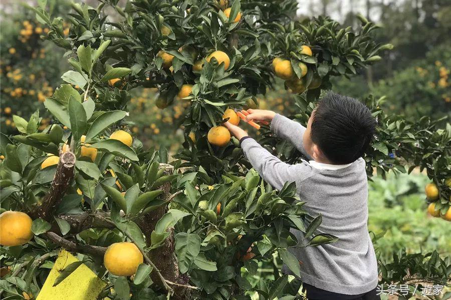 上海适合带孩子玩的农场,上海最好的亲子农场