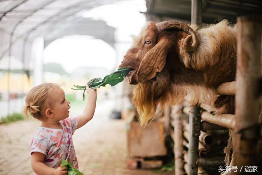 上海适合带孩子玩的农场,上海最好的亲子农场