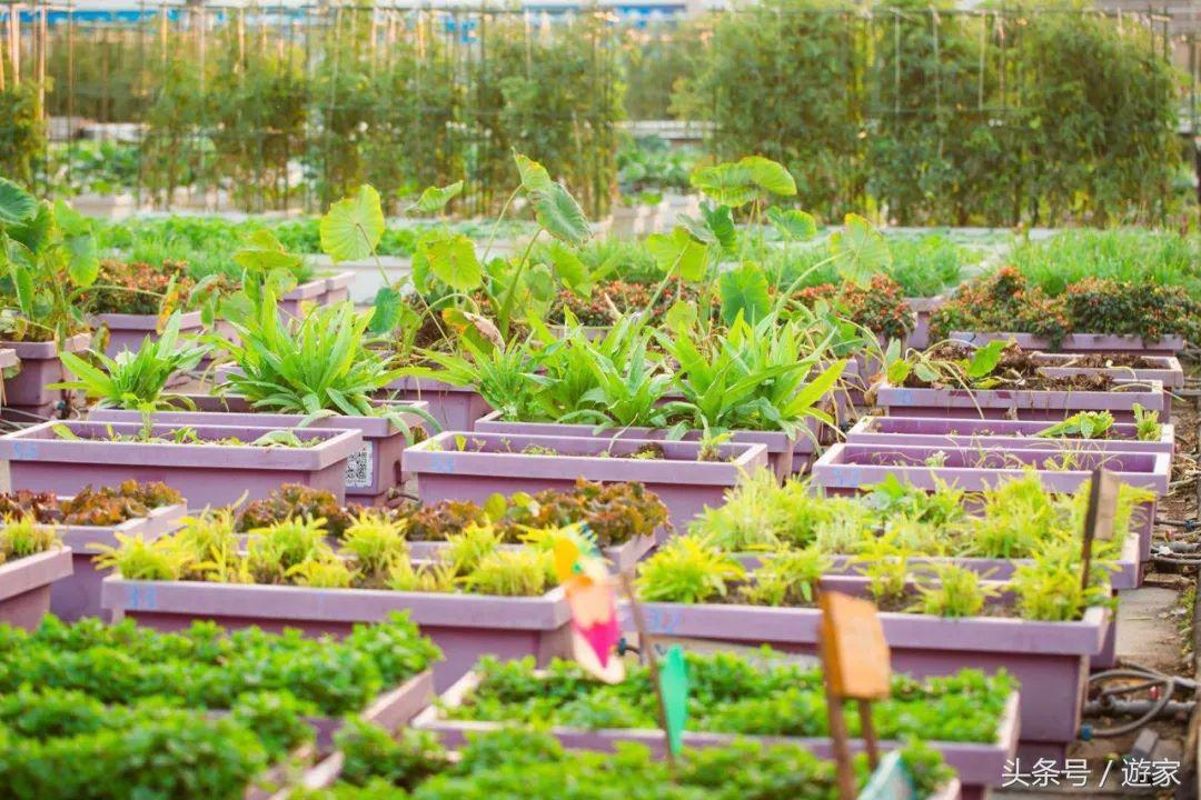 上海适合带孩子玩的农场,上海最好的亲子农场