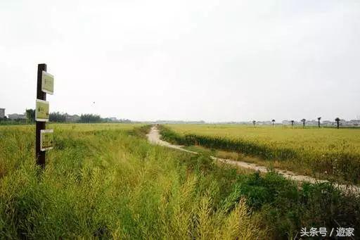 上海适合带孩子玩的农场,上海最好的亲子农场