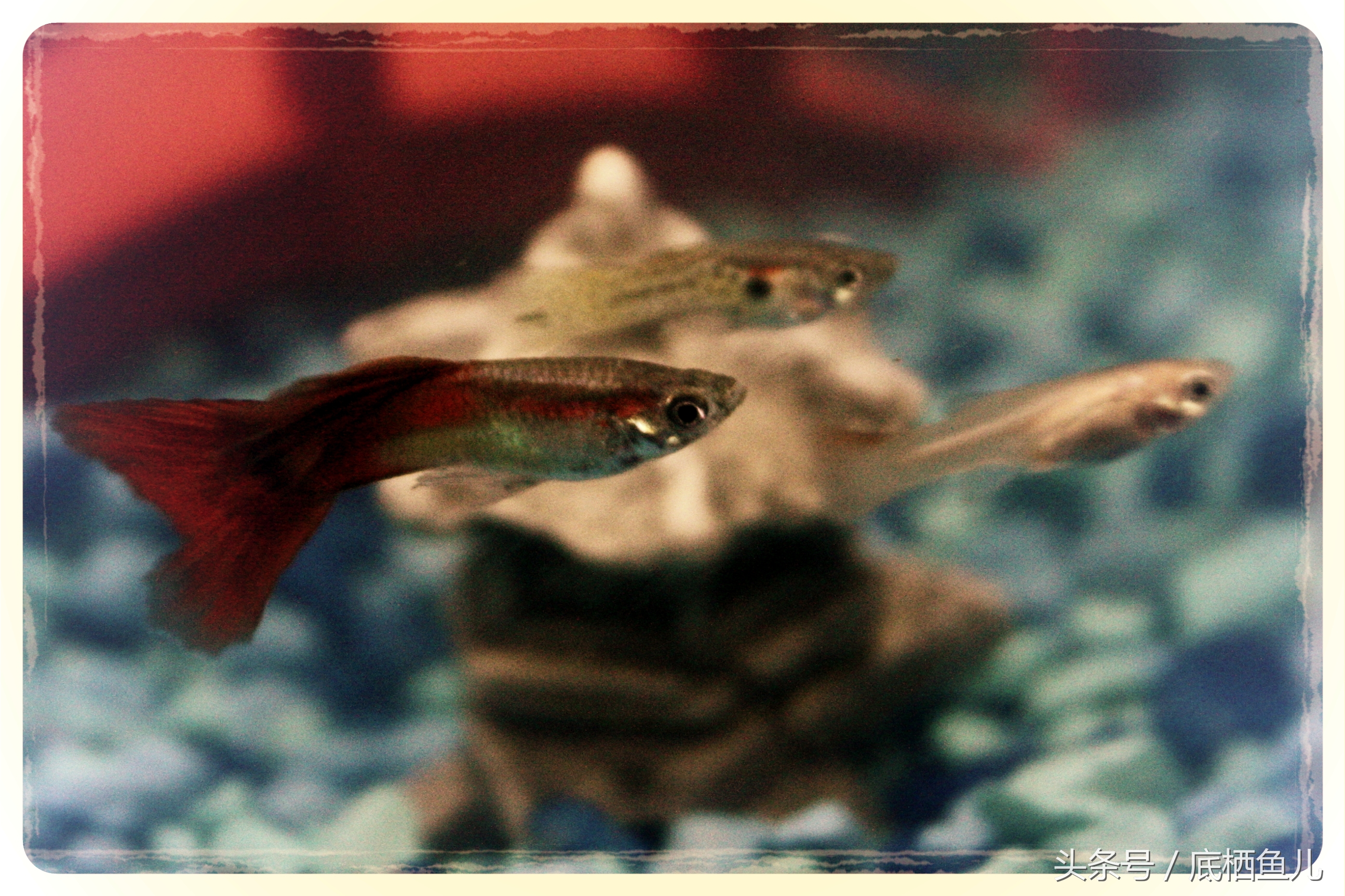 新手养互动性好的小型鱼,好养又皮实的小型鱼