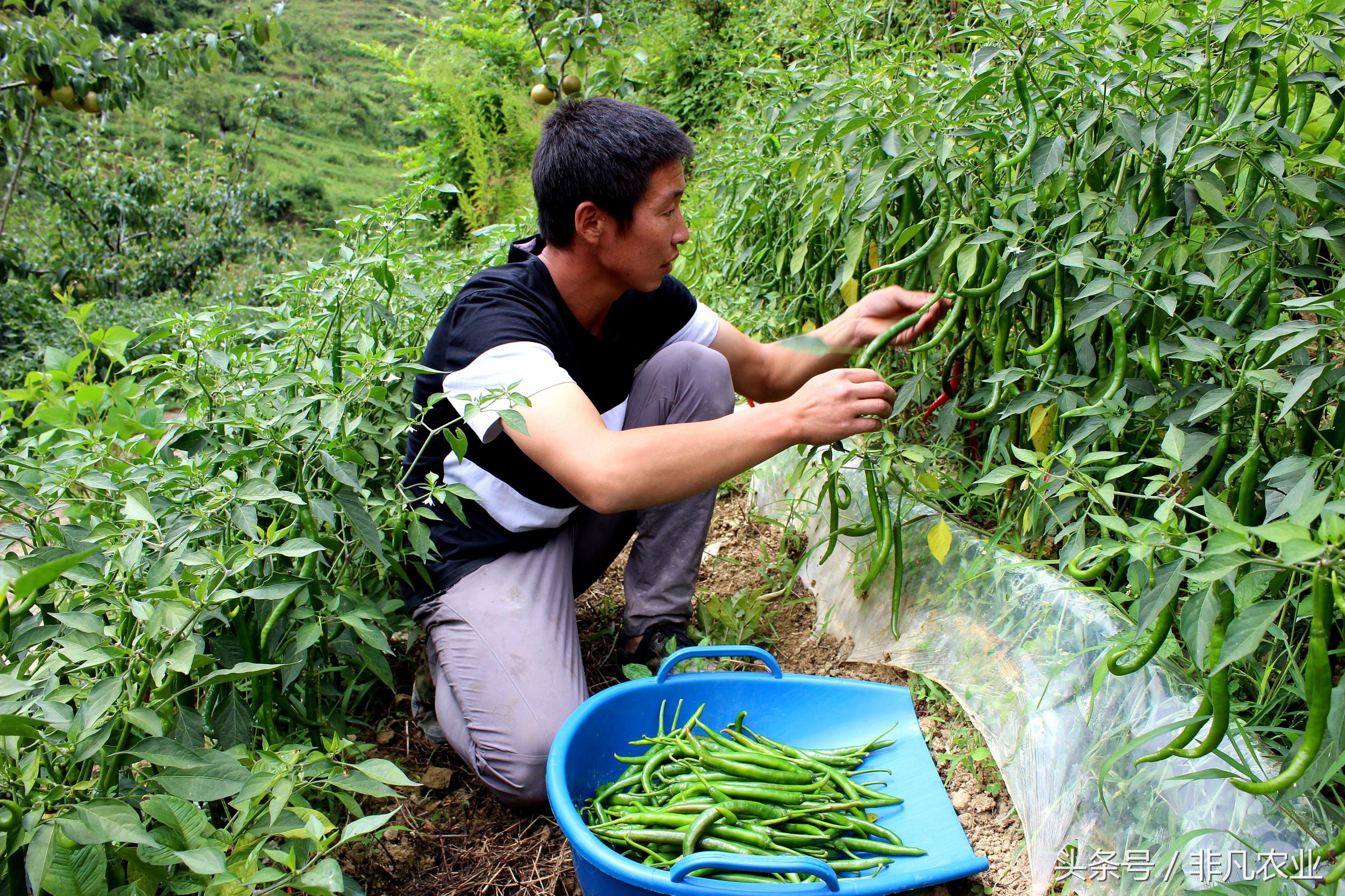 辣椒旺长不挂果怎么办,辣椒结得又大又多的小技巧
