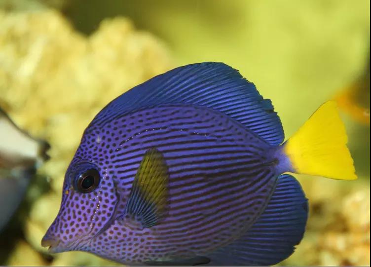 鱼儿打架的视频,鱼儿打架什么情况