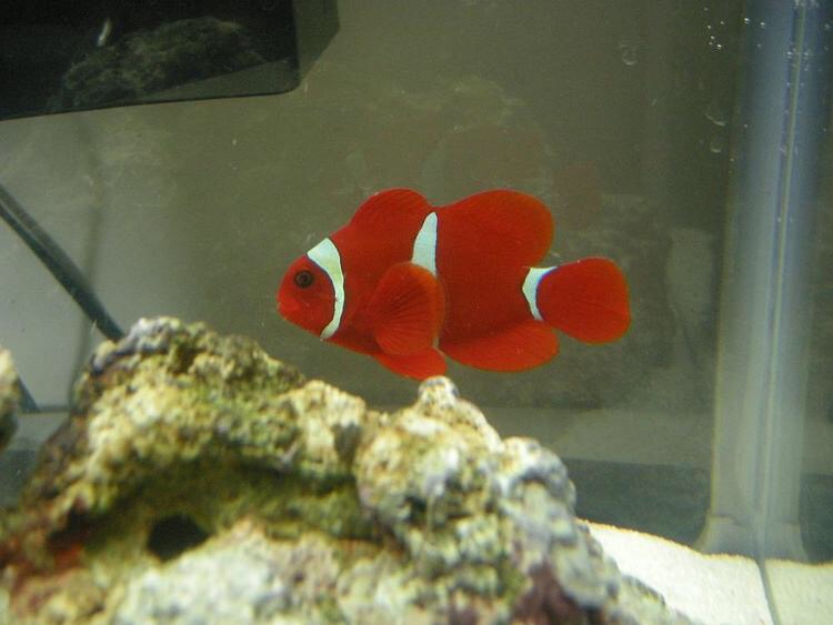 鱼儿打架的视频,鱼儿打架什么情况