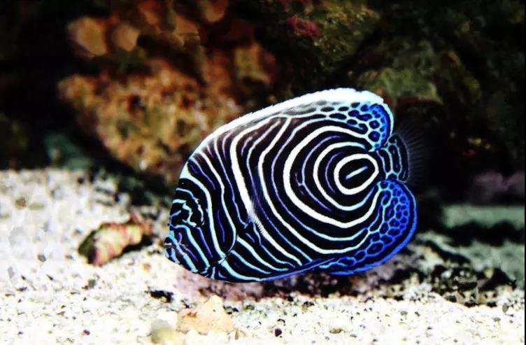 鱼儿打架的视频,鱼儿打架什么情况