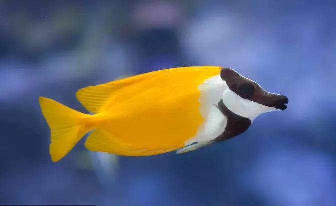 鱼儿打架的视频,鱼儿打架什么情况