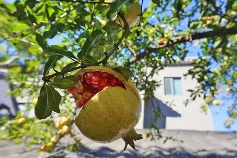 瓜果飘香的丰收季,内蒙古丰收节上瓜果飘香