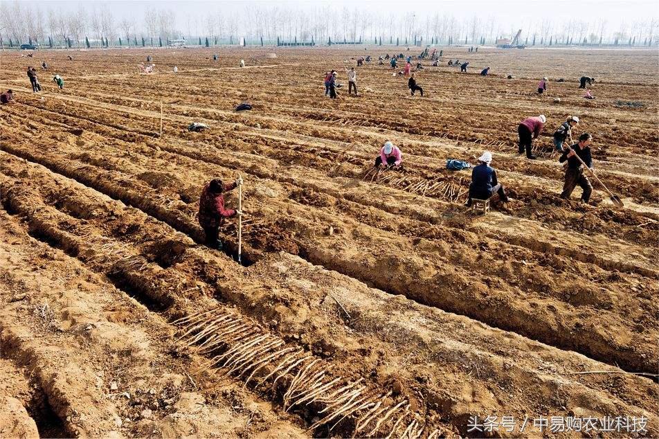 种植山药防治病虫害技术全过程,瑞昌山药病虫害防治