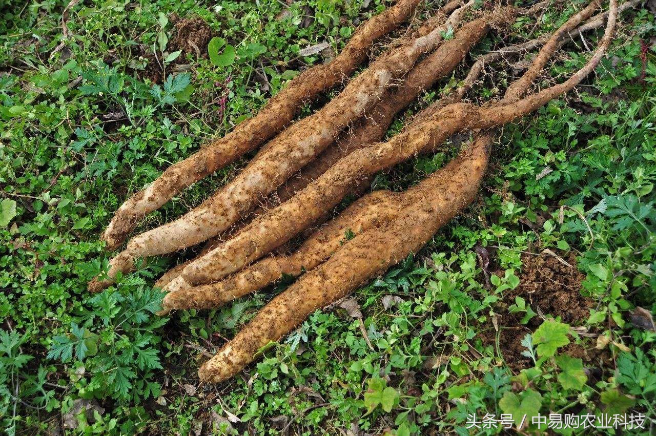 种植山药防治病虫害技术全过程,瑞昌山药病虫害防治