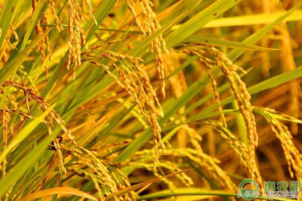 泥鳅怎么养殖才能存活率高,稻田泥鳅养殖技术及注意事项