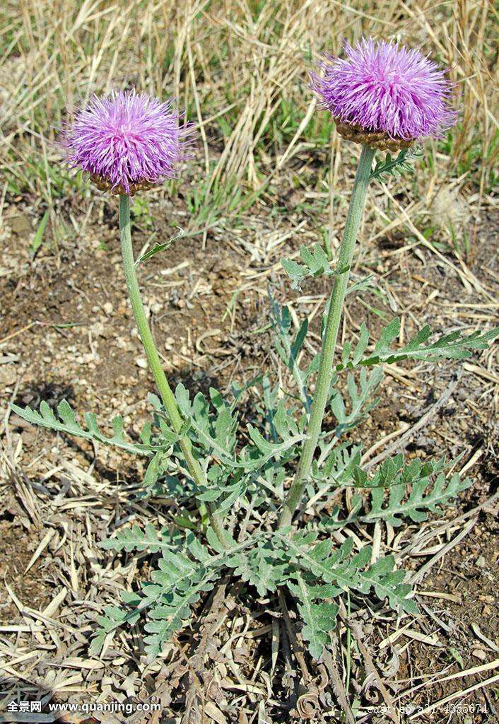 中药材漏芦的别名,中药漏芦