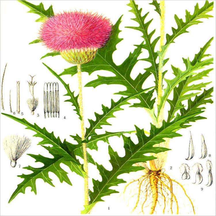 中药材漏芦的别名,中药漏芦