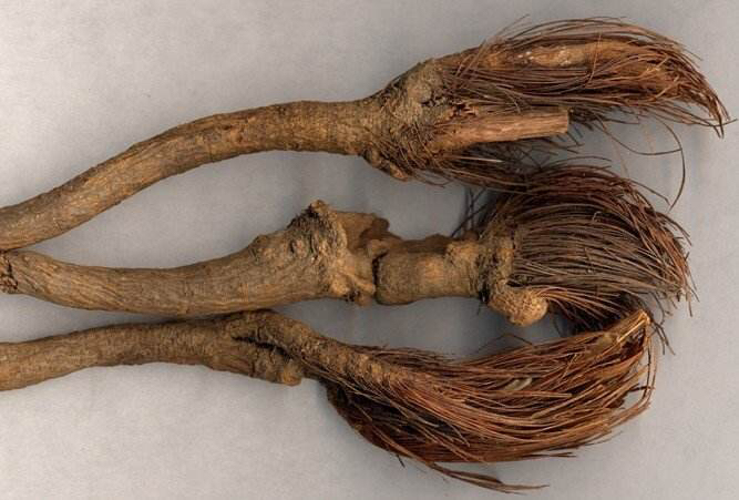 中药材漏芦的别名,中药漏芦