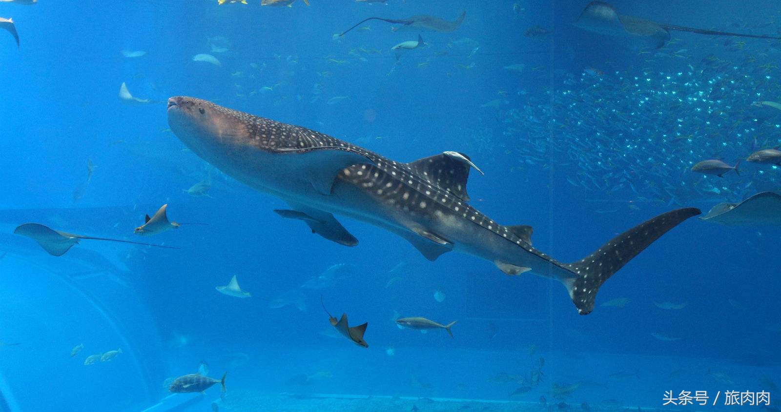 冲绳万座毛景区介绍,冲绳万座