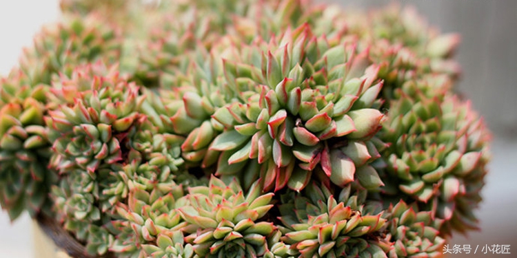 多肉为什么会徒长,多肉徒长和没徒长的对比图