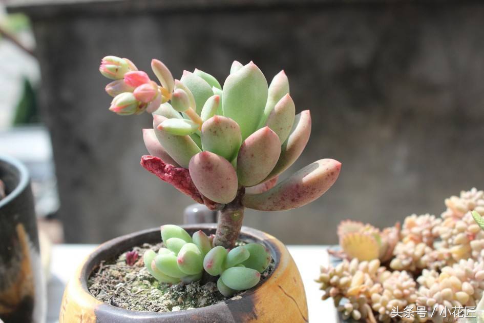 多肉为什么会徒长,多肉徒长和没徒长的对比图