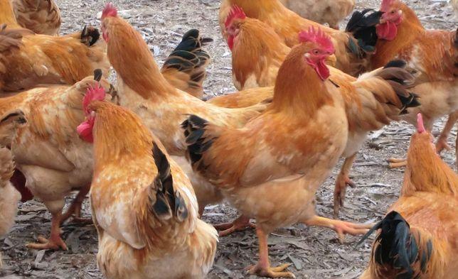 成都流转农房商机,土地流转致富方法