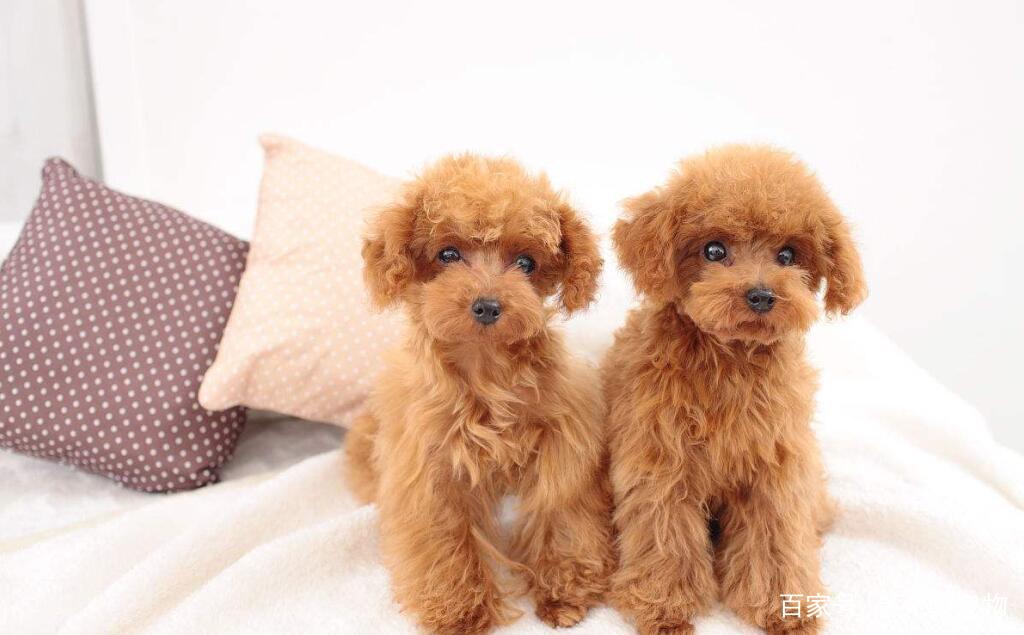 宠物狗便秘能用什么药,贵宾犬腹泻怎么治疗