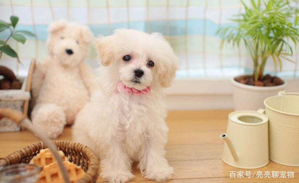 宠物狗便秘能用什么药,贵宾犬腹泻怎么治疗