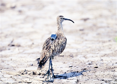 鸟儿叫背上小书包,鸟儿问我为什么背着书包