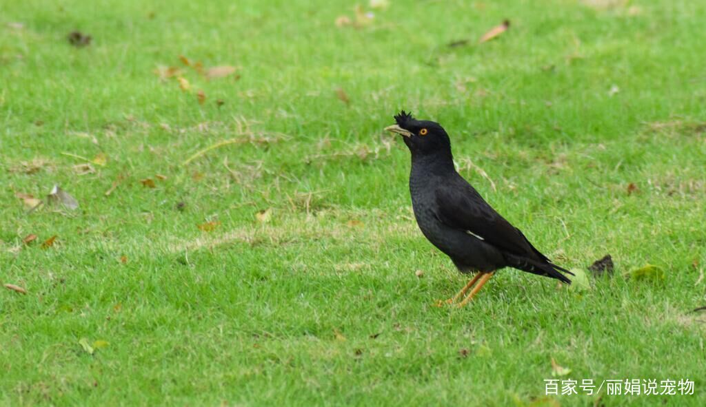 什么季节的八哥最好,天气转凉八哥