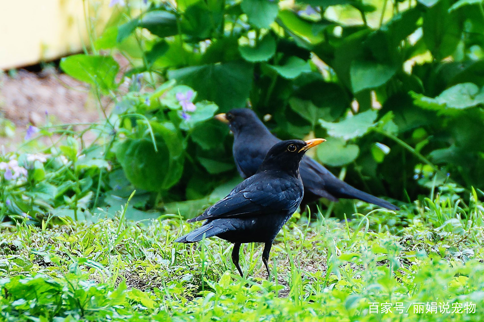 什么季节的八哥最好,天气转凉八哥
