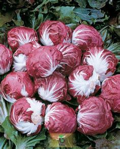 红菊苣种子价格,菊苣的种子多少钱一斤