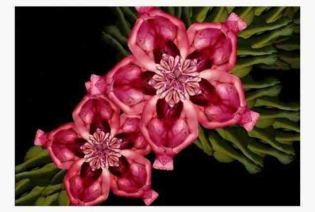 裸体女模天籁般人体艺术，惊艳！无与伦比的震撼！绝不能错失