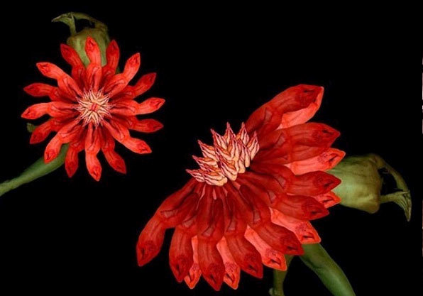 裸体女模天籁般人体艺术，惊艳！无与伦比的震撼！绝不能错失