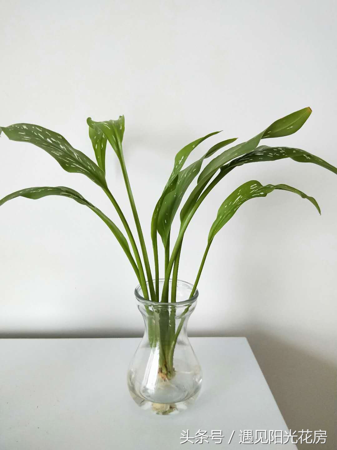 水培马蹄莲已生根发芽,马蹄莲如何水培