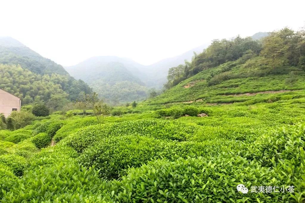 华夏大陆，四大产区，十大名茶分布