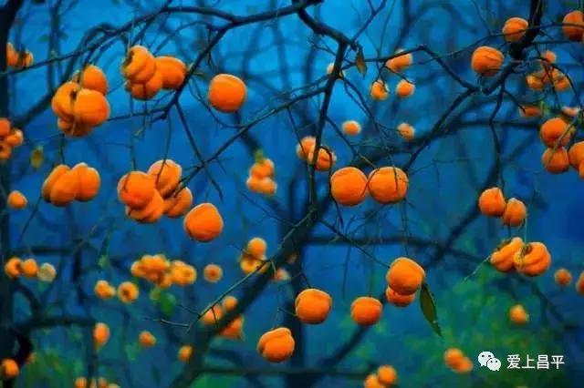 官宣：本周五来昌平这地儿，保准吃爽玩嗨！