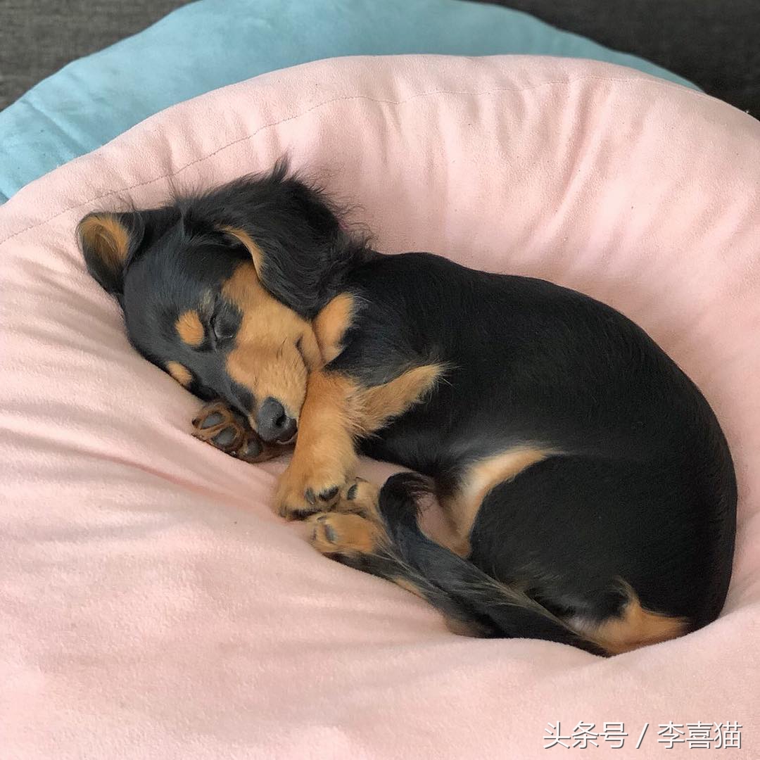 铲屎官发现遛狗的好办法,高发期铲屎官要多留意狗狗的状态