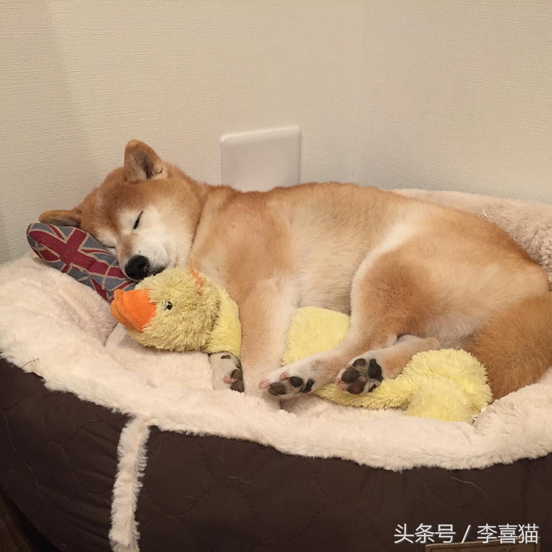 铲屎官发现遛狗的好办法,高发期铲屎官要多留意狗狗的状态