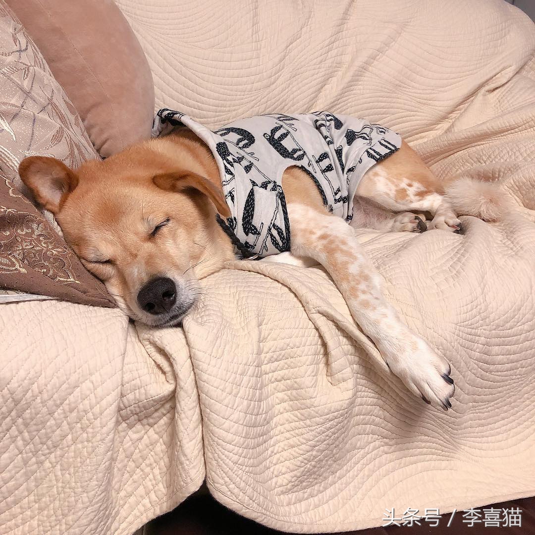 铲屎官发现遛狗的好办法,高发期铲屎官要多留意狗狗的状态