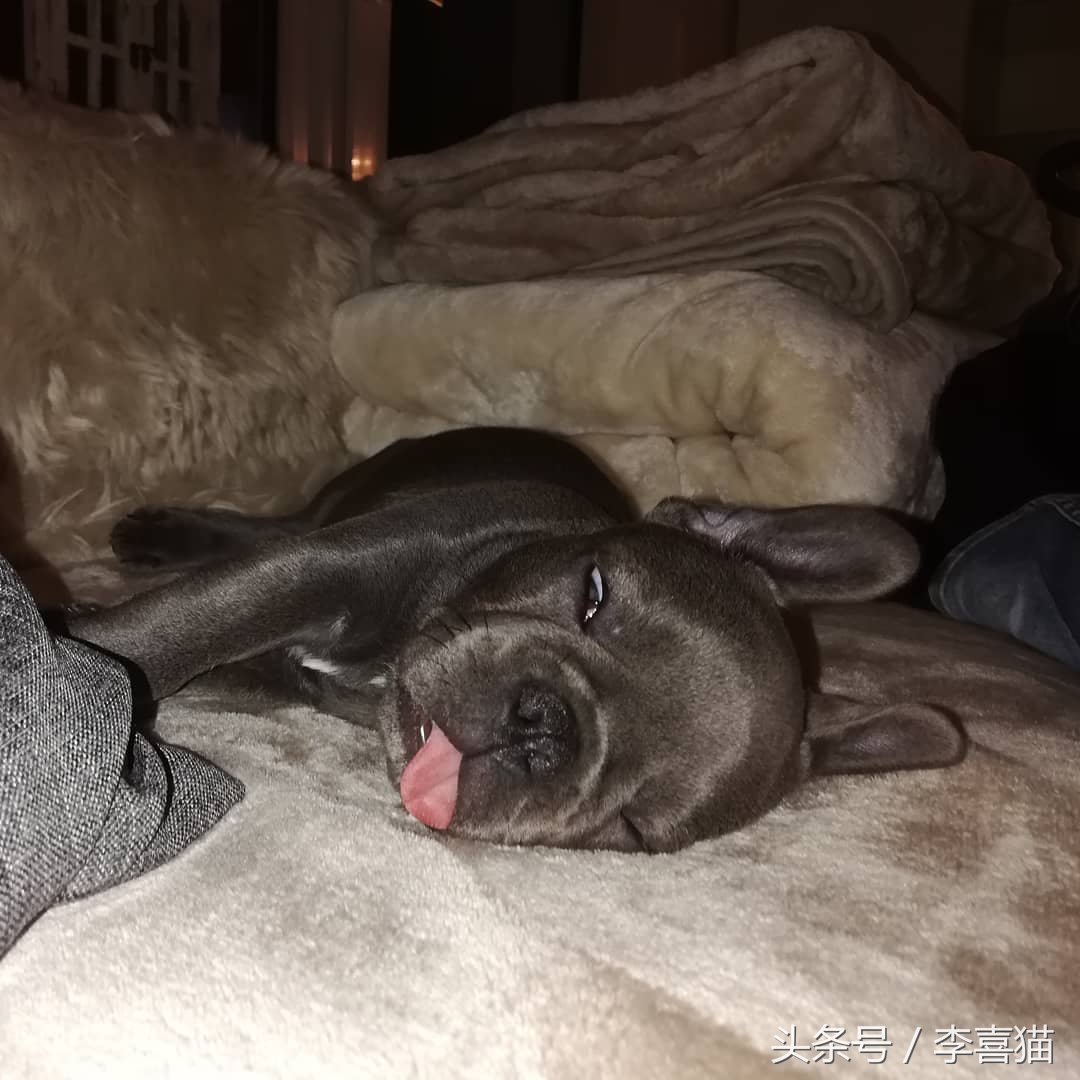 铲屎官发现遛狗的好办法,高发期铲屎官要多留意狗狗的状态