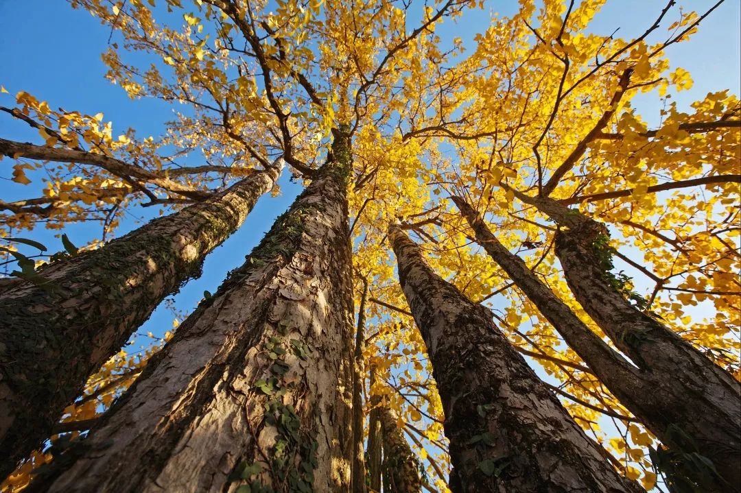 天凉好个秋,一起来感受秋日广东乡村的多样色彩吧!