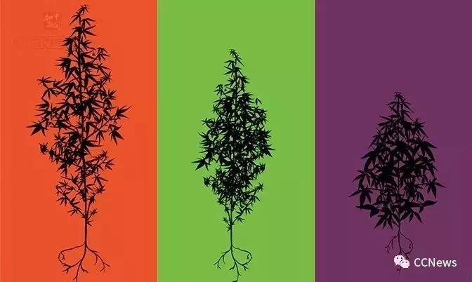 加拿大*麻大**合法了!留学生携带*麻大**回国,却将严重违法!