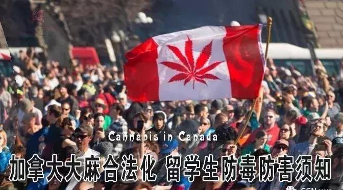 加拿大*麻大**合法了!留学生携带*麻大**回国,却将严重违法!