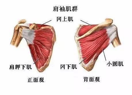 肩周炎与周围肌肉损伤的治疗,肩周炎加肌腱损伤有什么方法治疗