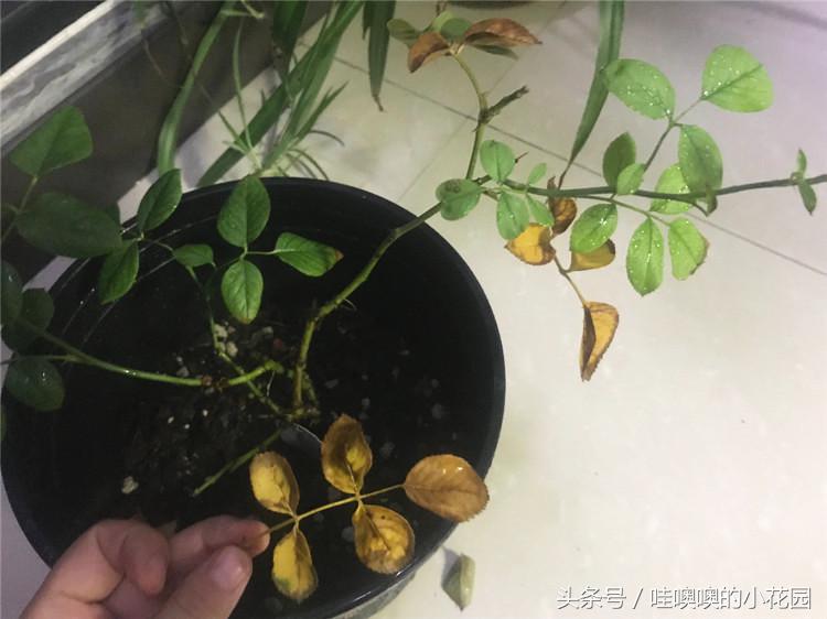 月季掉叶子了怎么办,月季掉叶子怎么补救