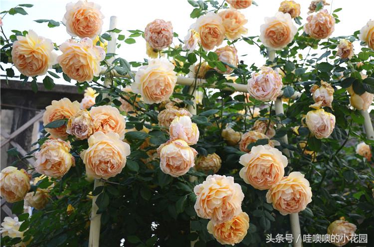 月季掉叶子了怎么办,月季掉叶子怎么补救