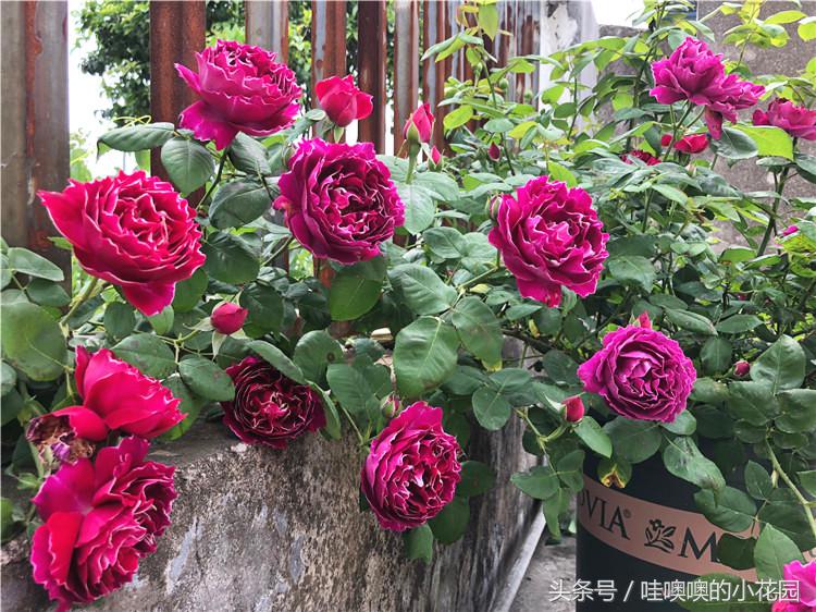 月季掉叶子了怎么办,月季掉叶子怎么补救