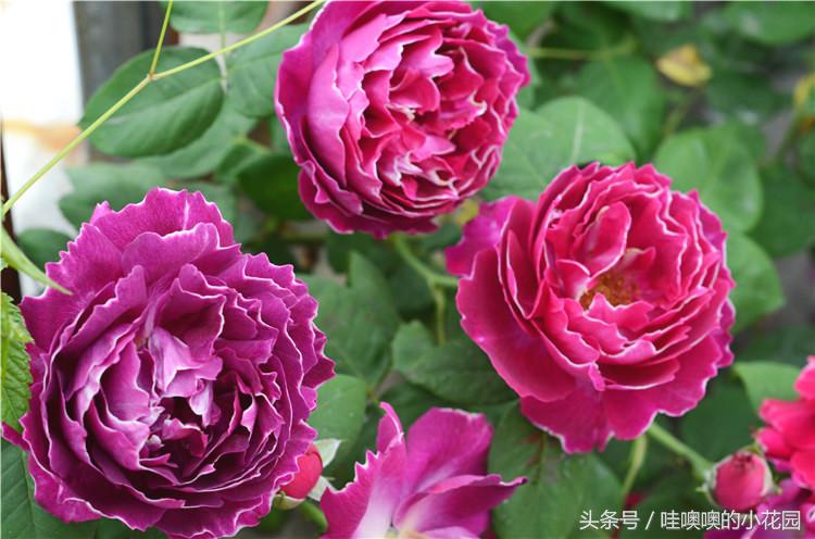 月季掉叶子了怎么办,月季掉叶子怎么补救