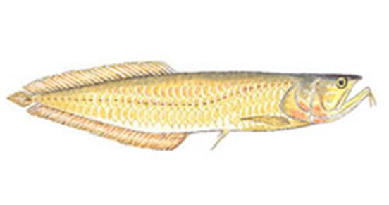 无需打氧的观赏鱼龙鱼,和龙鱼差不多的观赏鱼