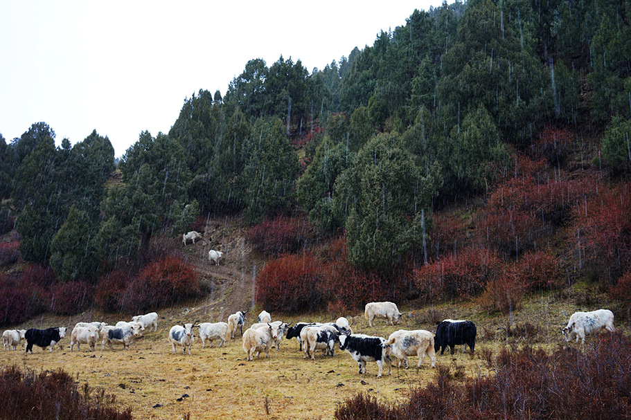 宁夏甘肃人脾气暴躁么,为什么甘肃人脾气特别大