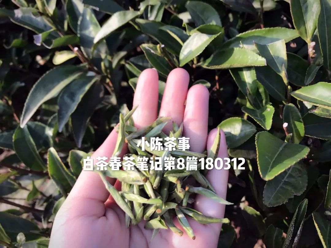 在淘宝上买茶还是在实体店买茶 (为什么不想在网上买茶)