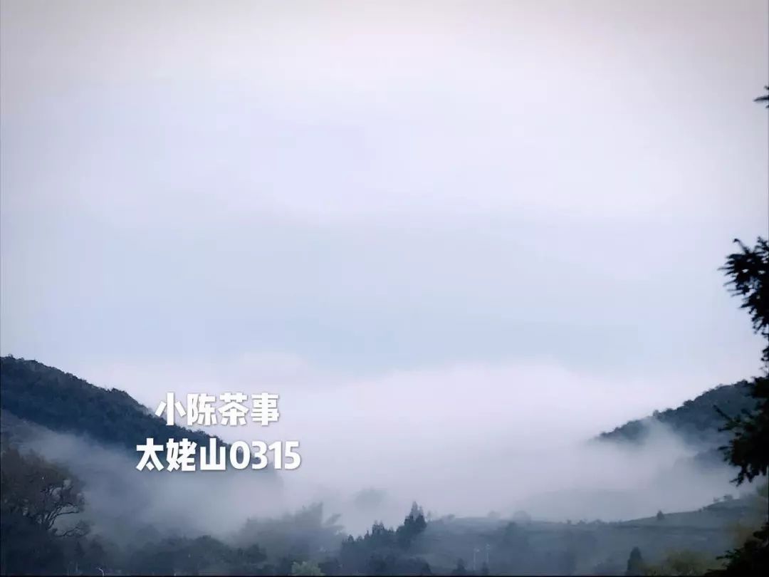 在淘宝上买茶还是在实体店买茶 (为什么不想在网上买茶)